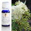 Eucalyptus Peppermint Gum Australian Essential Oil 10ml