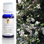 Tea Tree Australian Essential Oil 10ml
