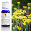 Helichrysum Immortelle (3% In Jojoba) Essential Oil 10ml