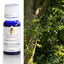 Peru Balsam Essential Oil 10ml