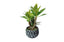 Diamond Pattern Pot Succulent Plant