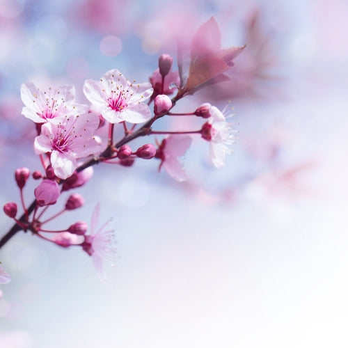 Sakura Medium Pillar Candle