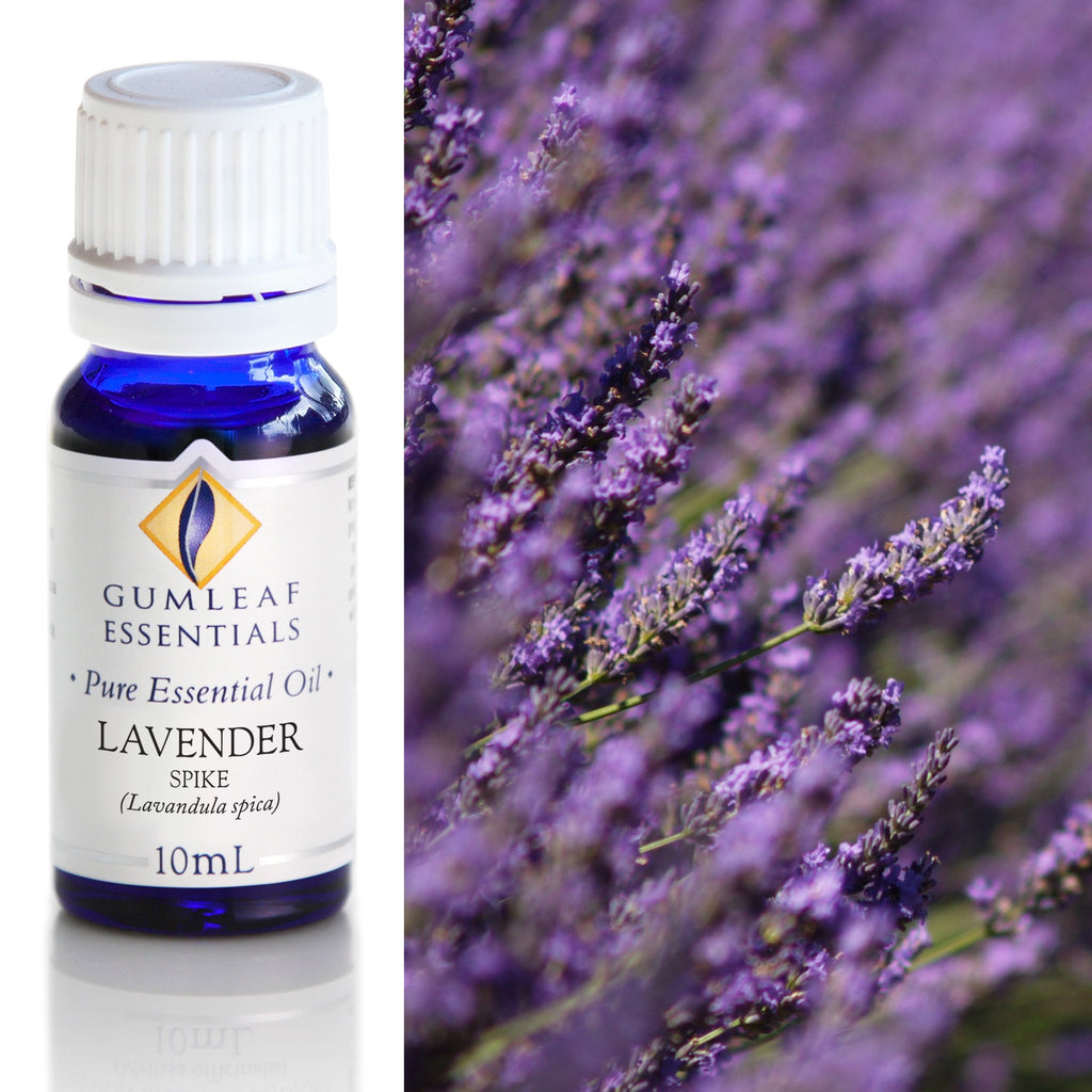 Lavender Spike Essential Oil 10ml