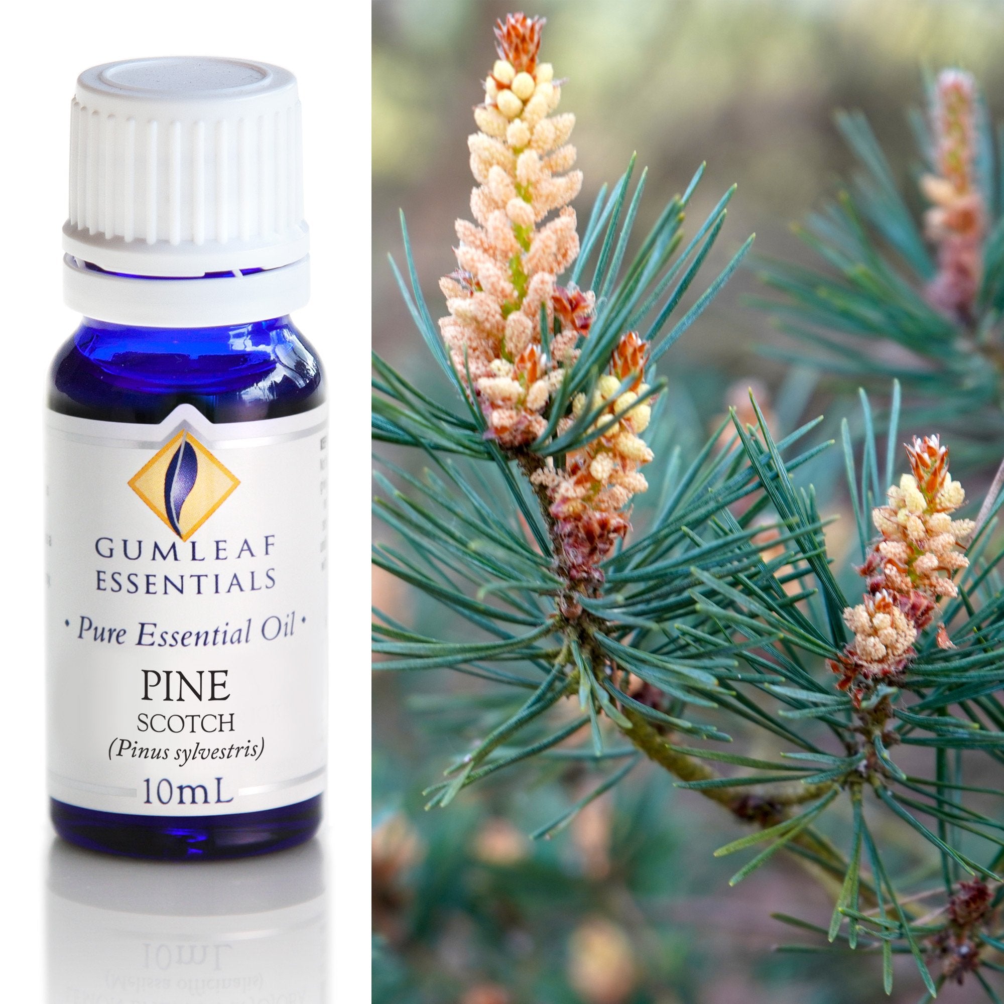 Pine Scotch Essential Oil 10ml