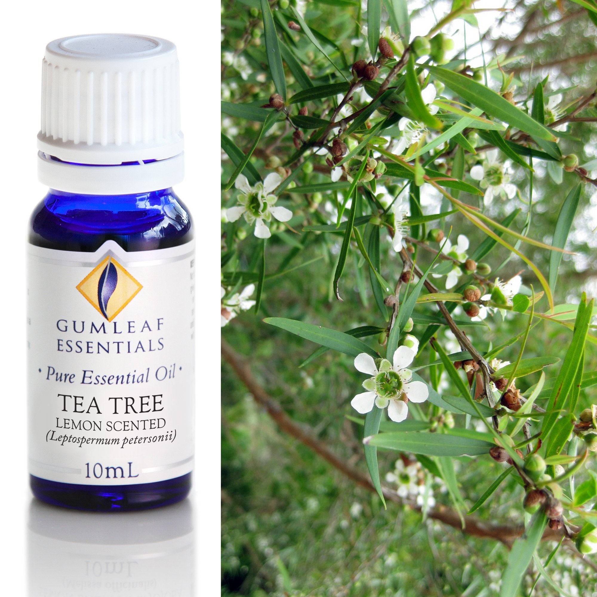 Tea Tree Lemon Scented Essential Oil 10ml Main image