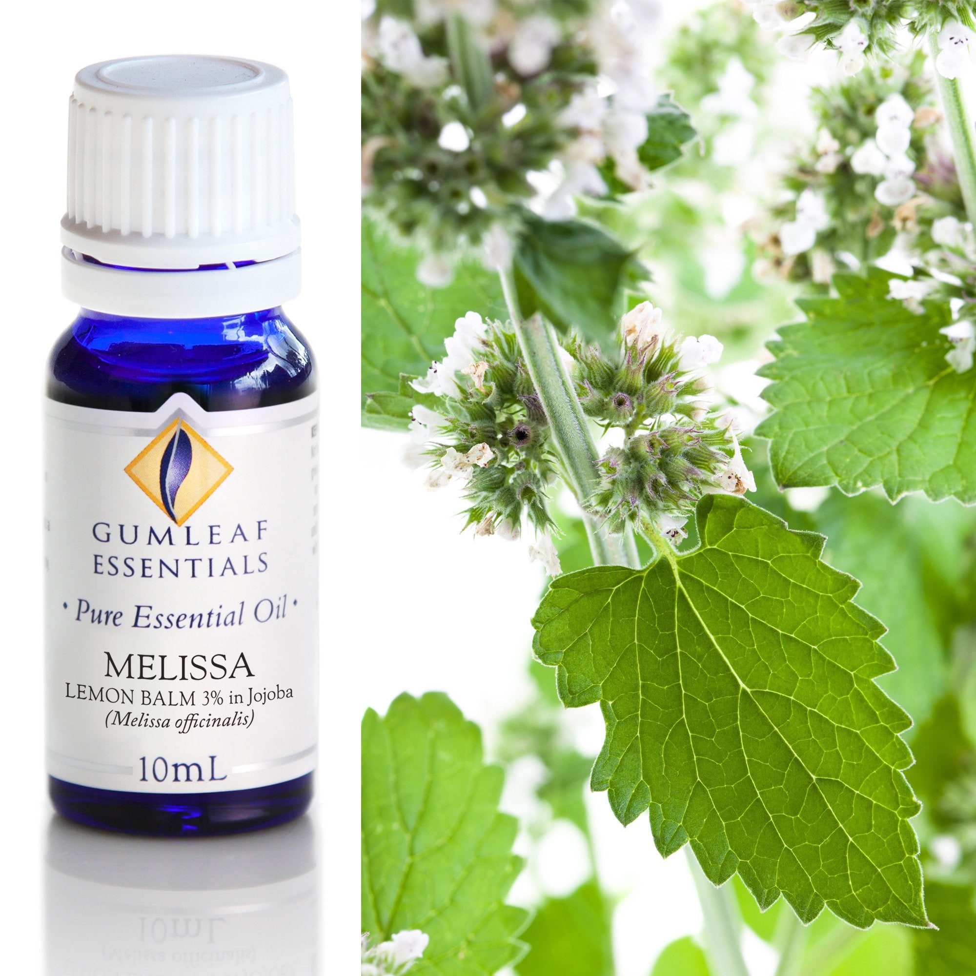 Melissa Lemon Balm (3% In Jojoba) Essential Oil 10ml Main image