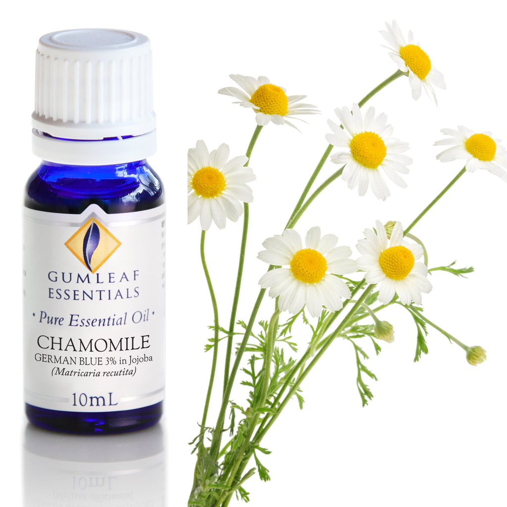 Chamomile German Blue (3% In Jojoba) Essential Oil 10ml