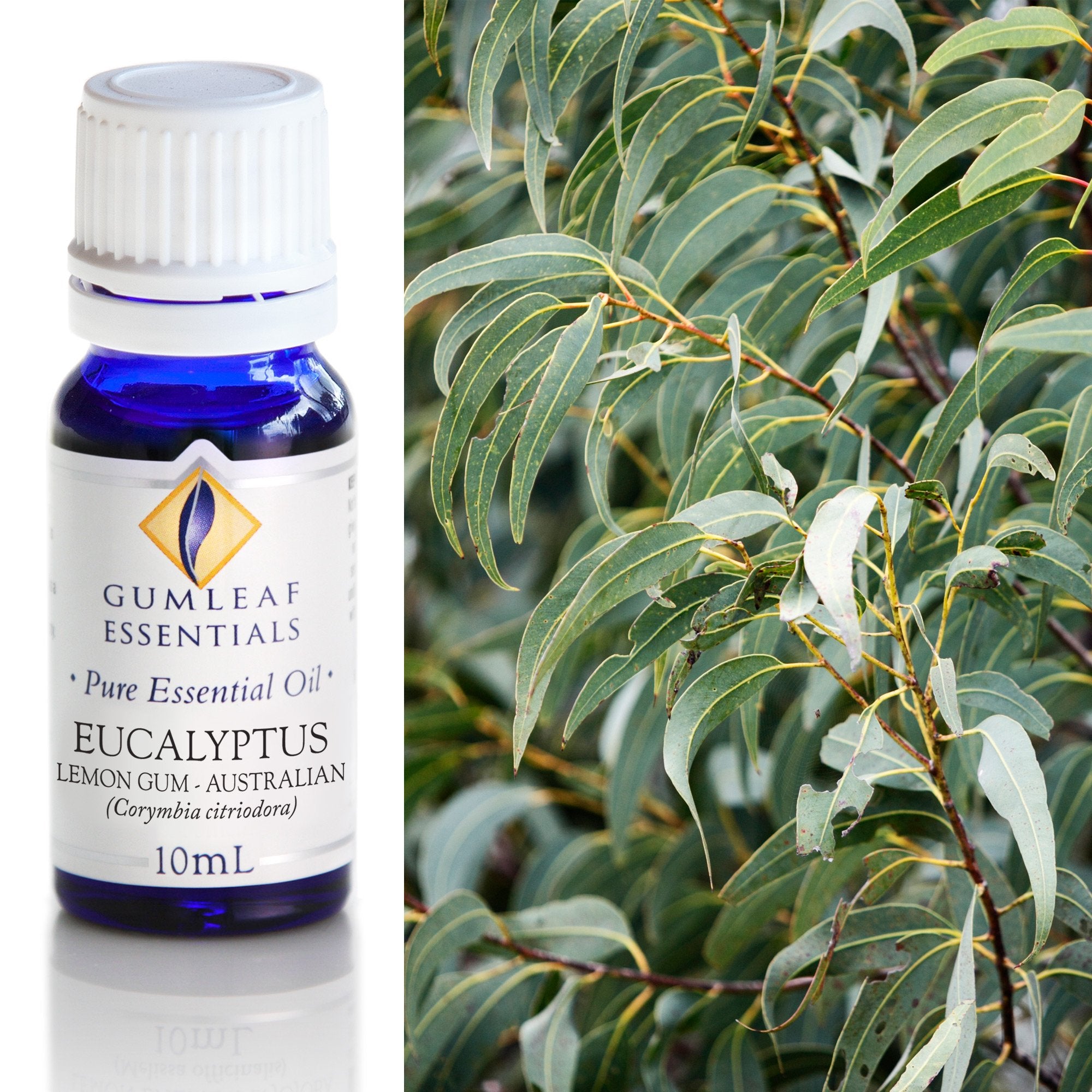 Eucalyptus Lemon Gum Australian Essential Oil 10ml Main image