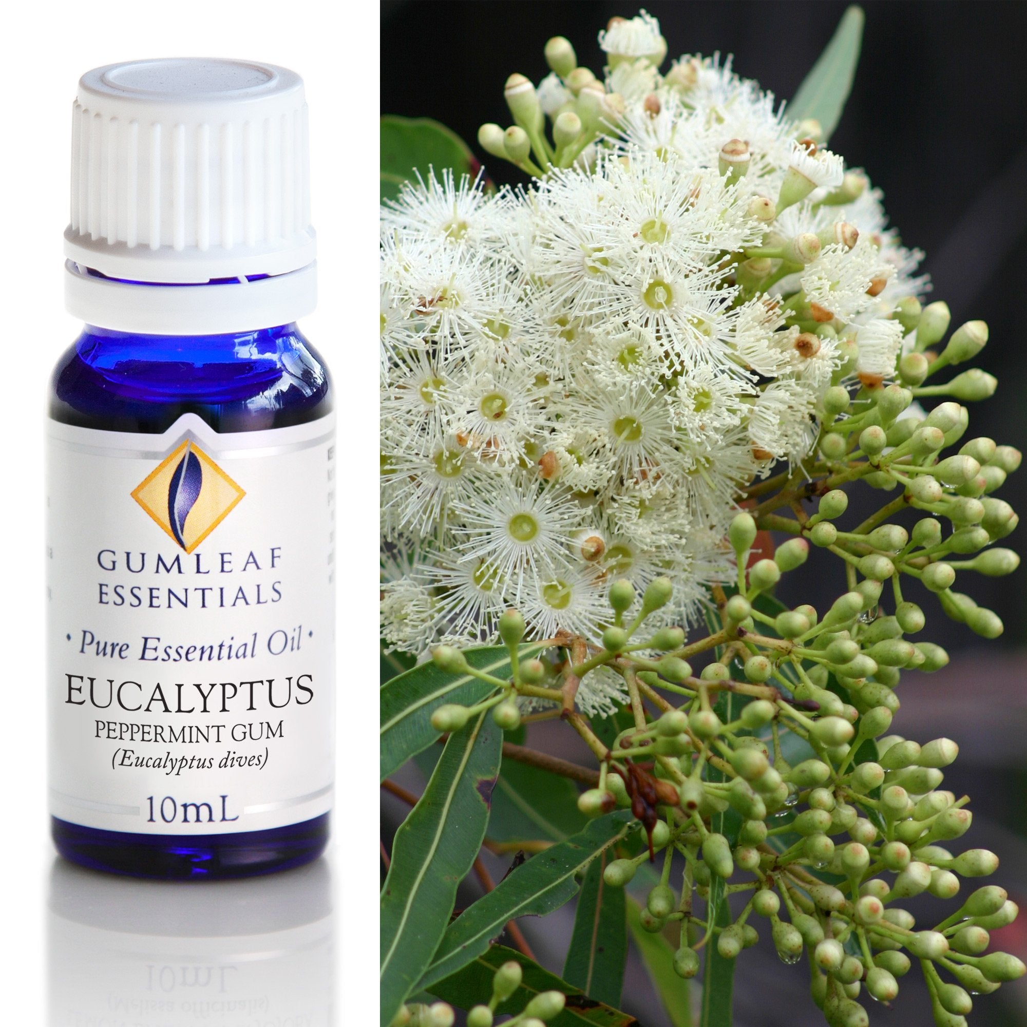 Eucalyptus Peppermint Gum Australian Essential Oil 10ml Main image