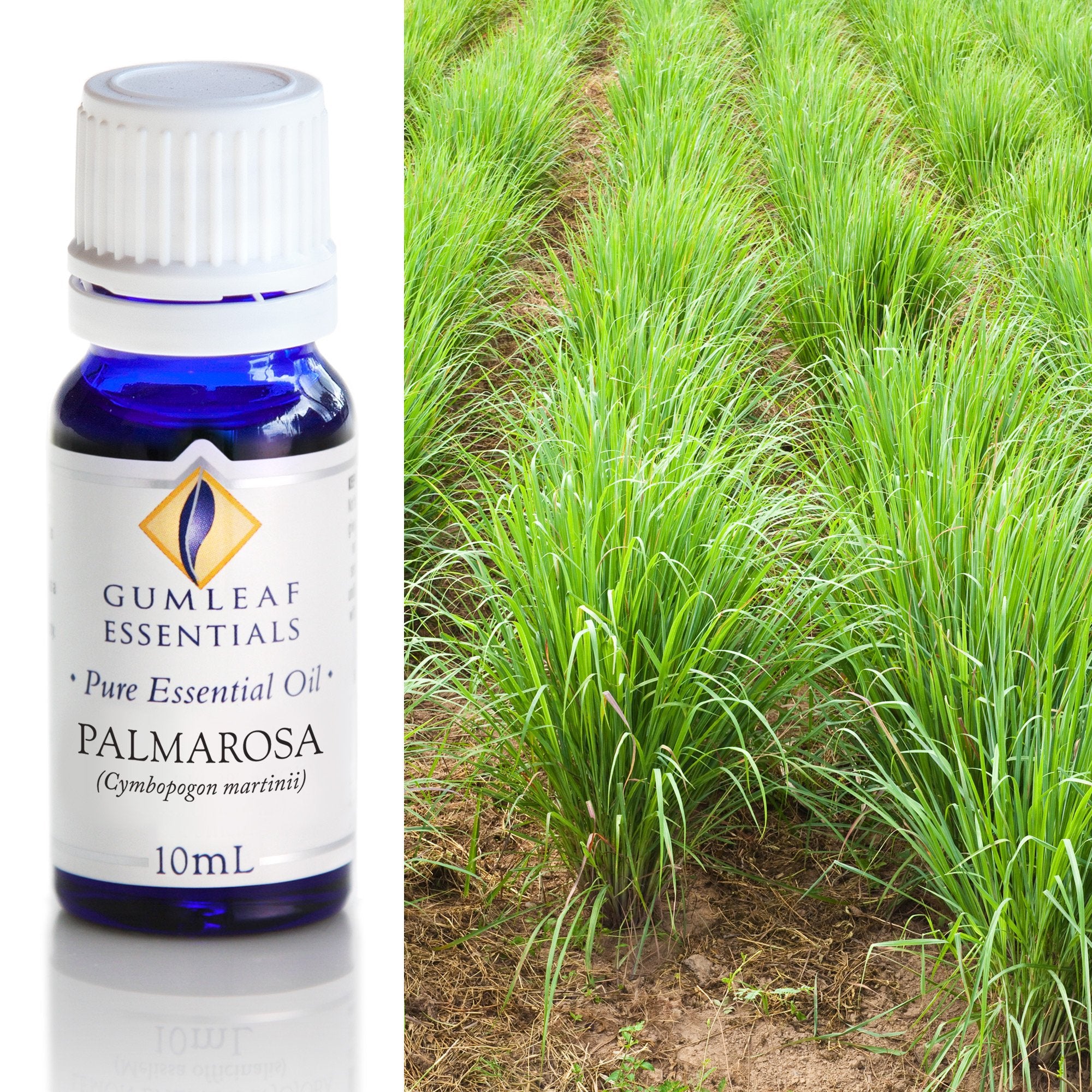 Palmarosa Essential Oil 10ml