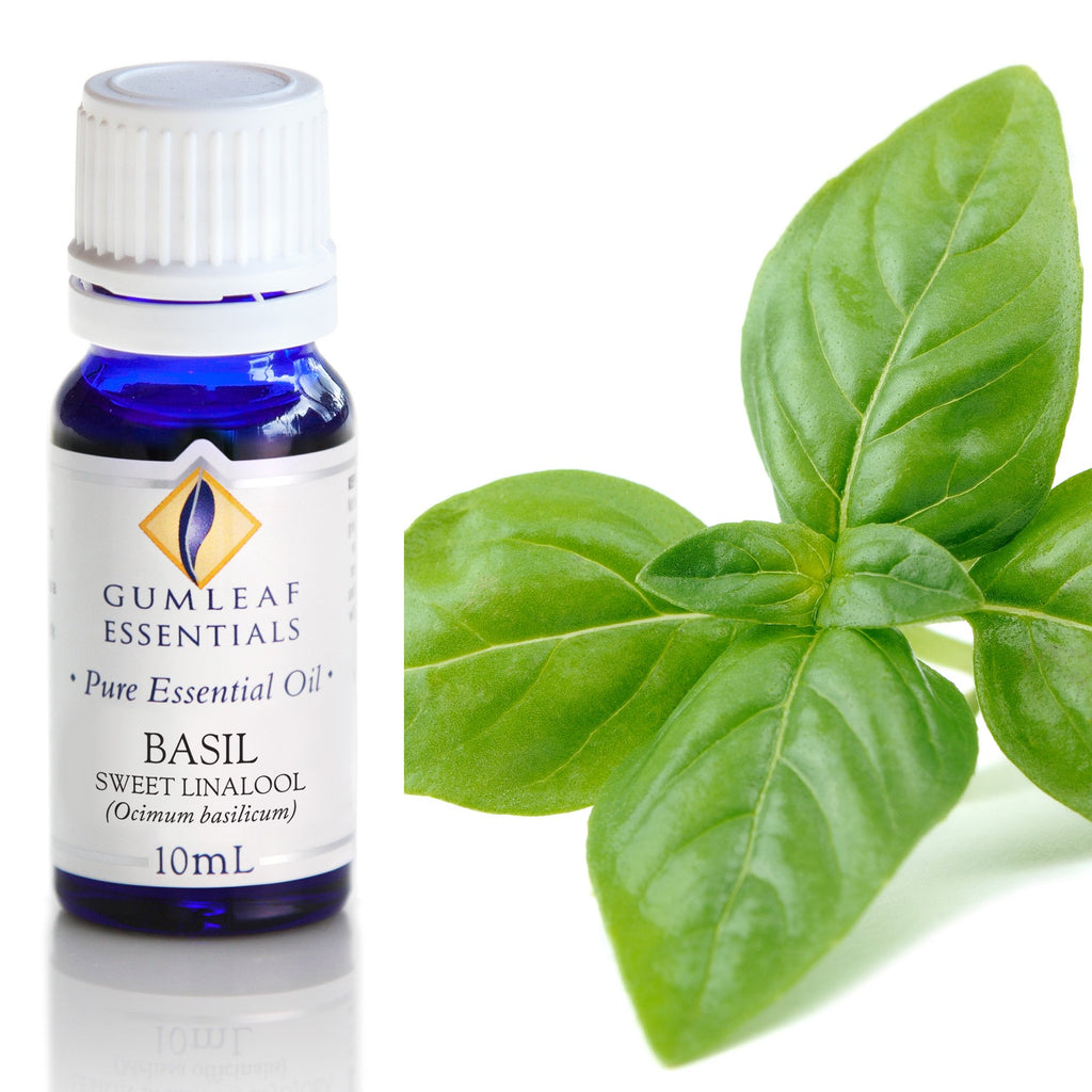 Basil Sweet Linalool Essential Oil 10ml