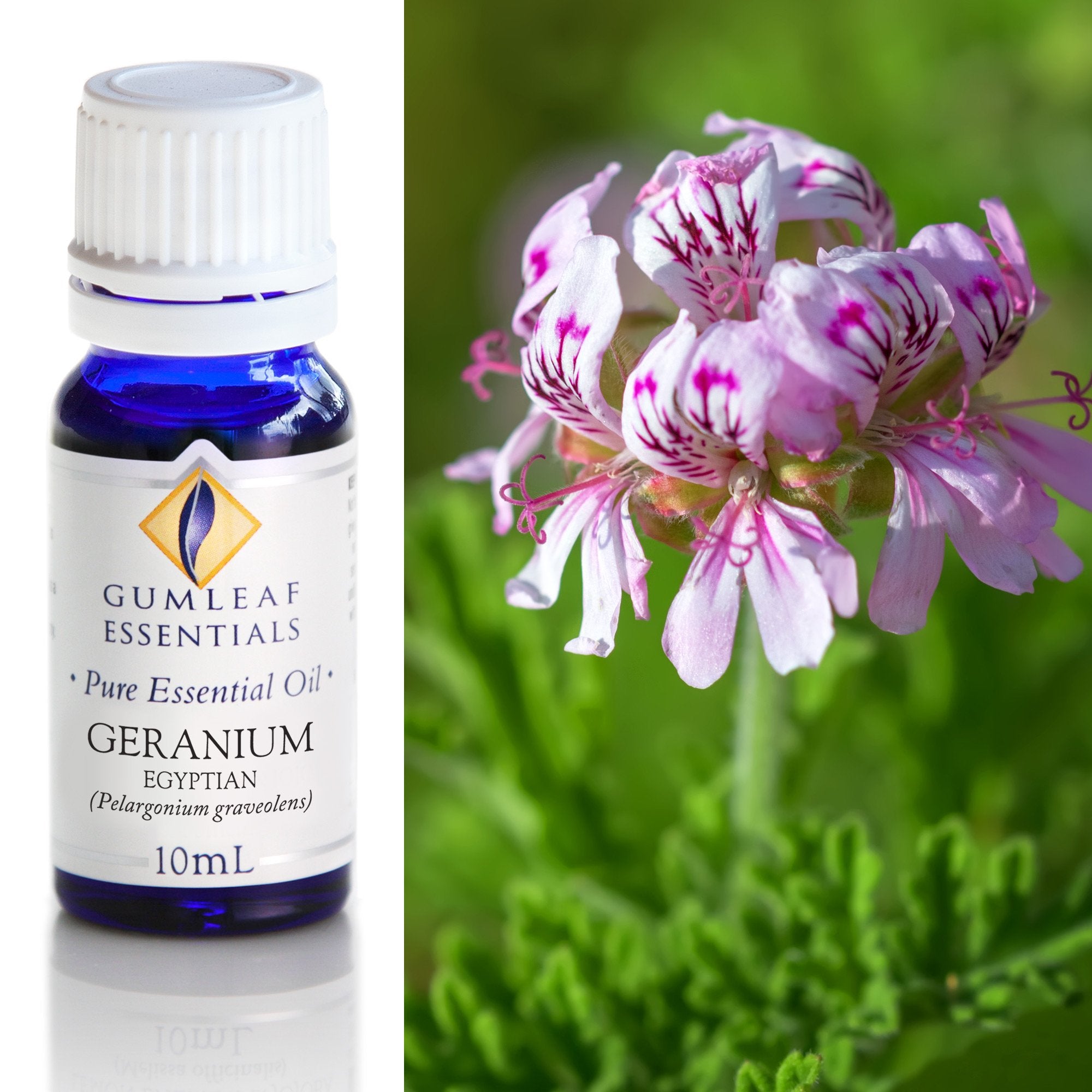 Geranium Egyptian Essential Oil 10ml Main image