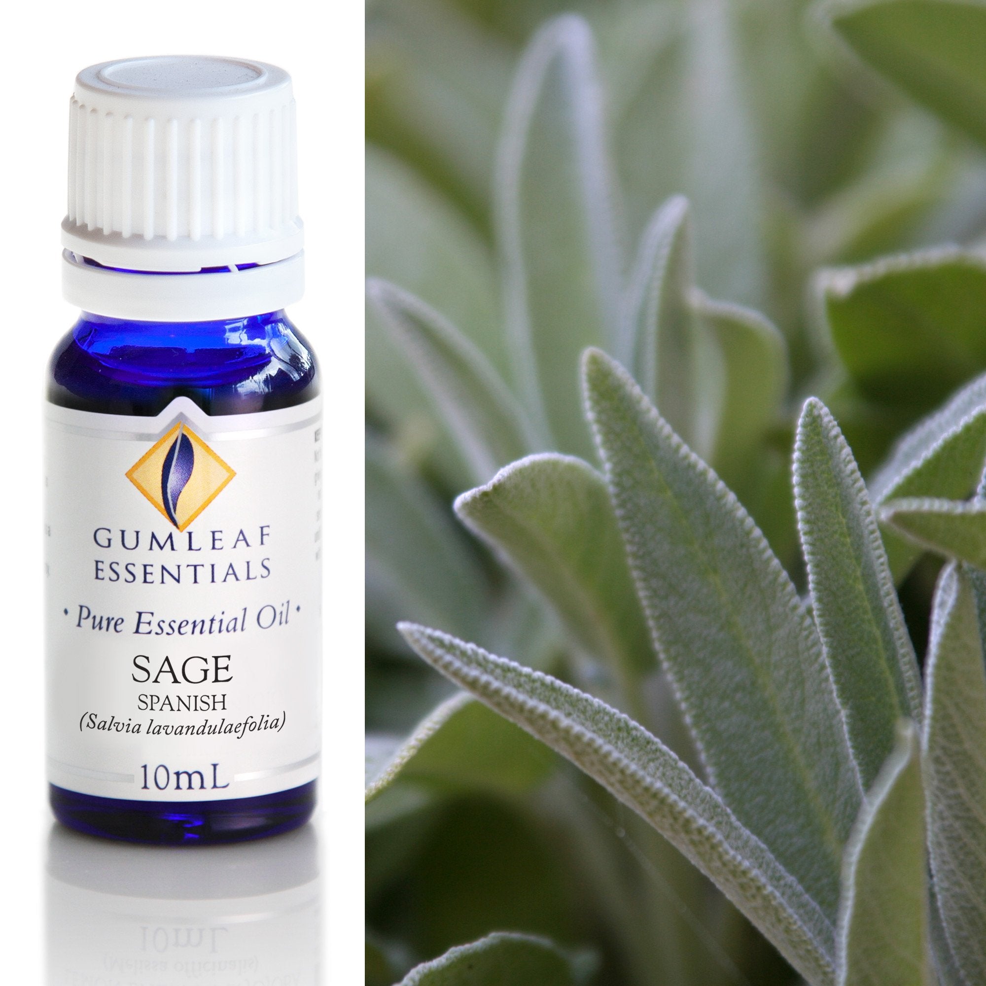Sage Spanish Essential Oil 10ml