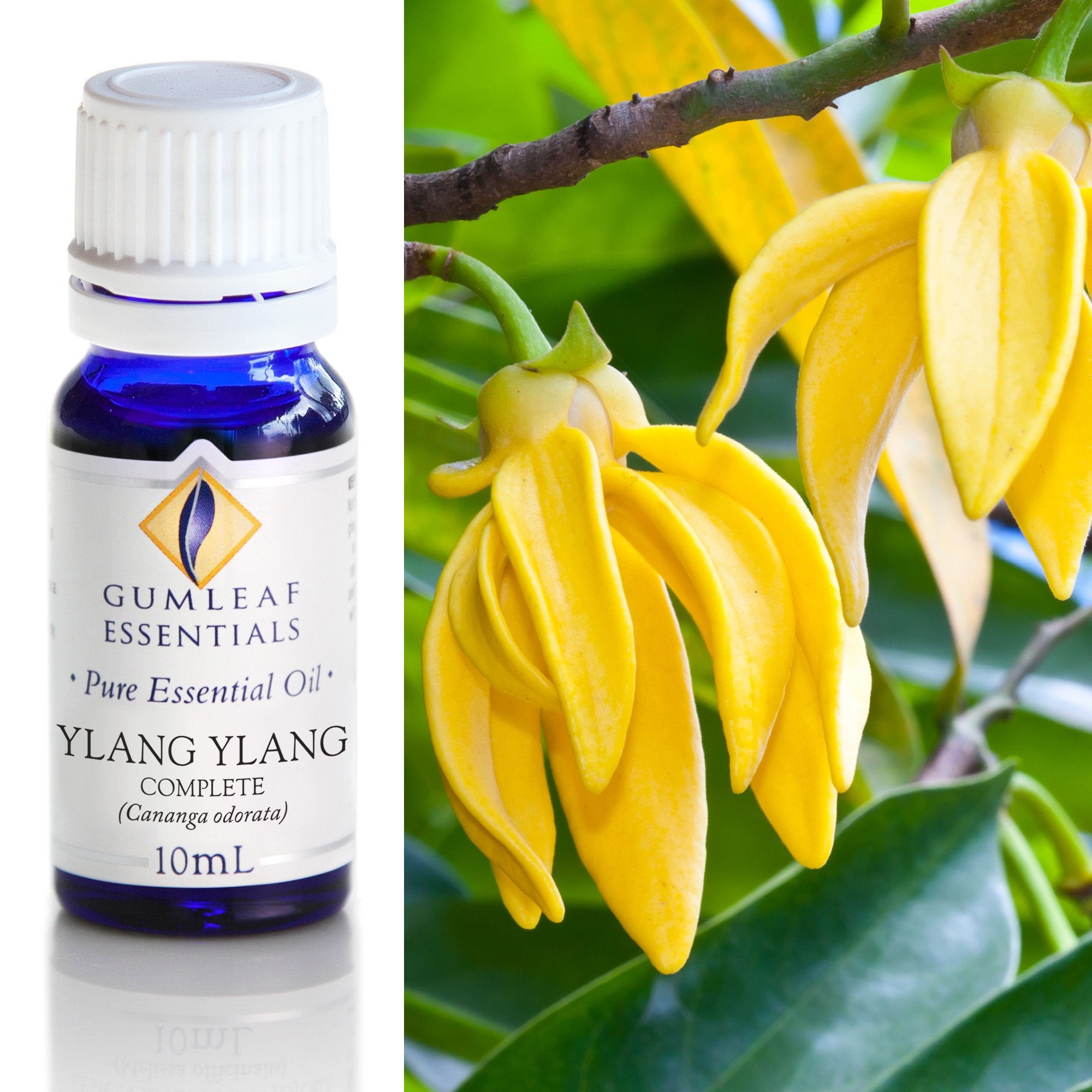 Ylang Ylang Complete Essential Oil 10ml