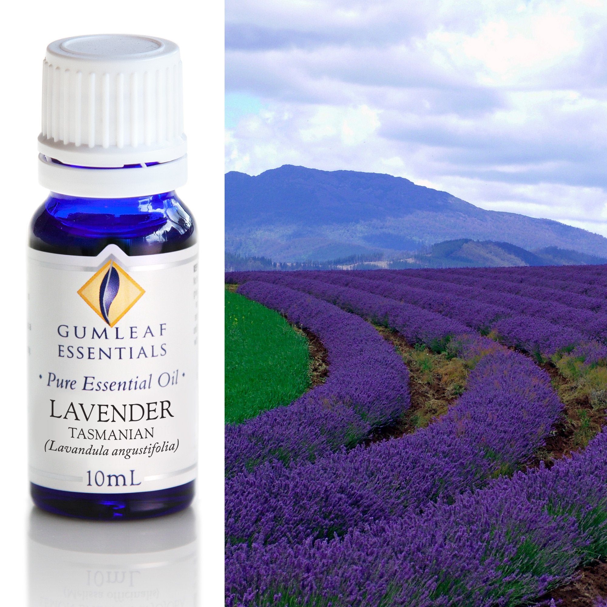 Lavender Tasmanian Essential Oil 10ml Main image