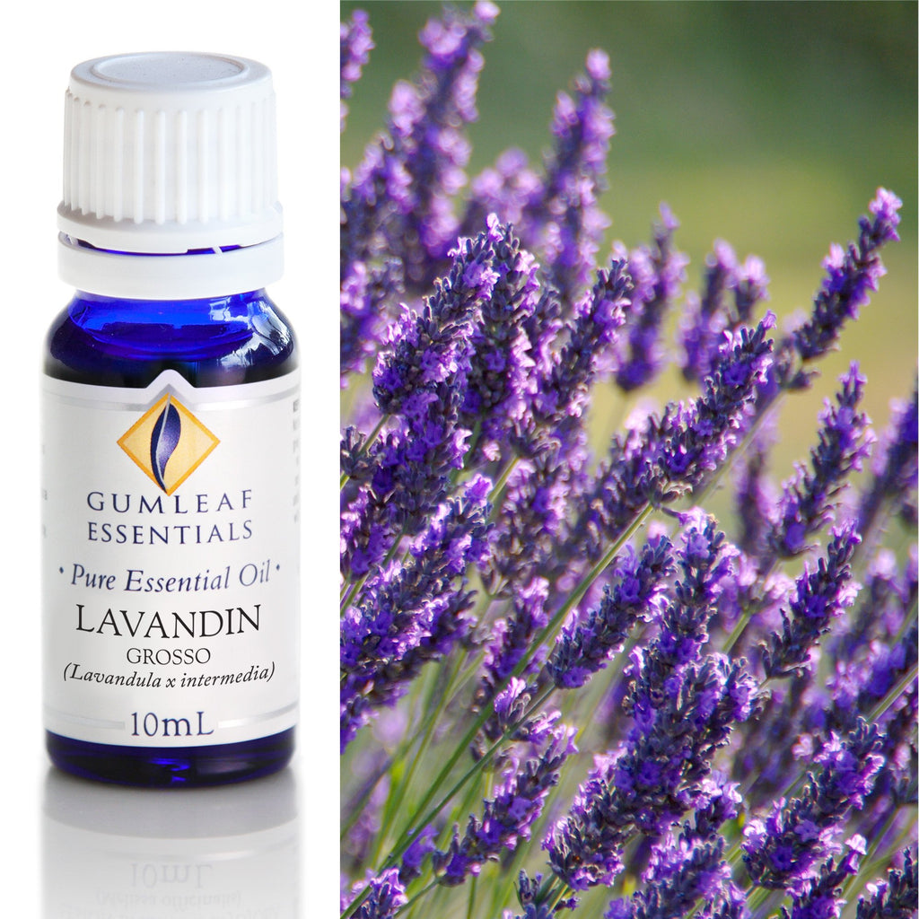 Lavandin Grosso Essential Oil 10ml