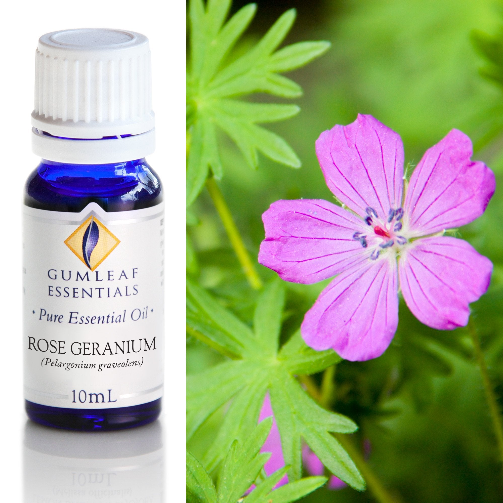 Rose Geranium Essential Oil 10ml
