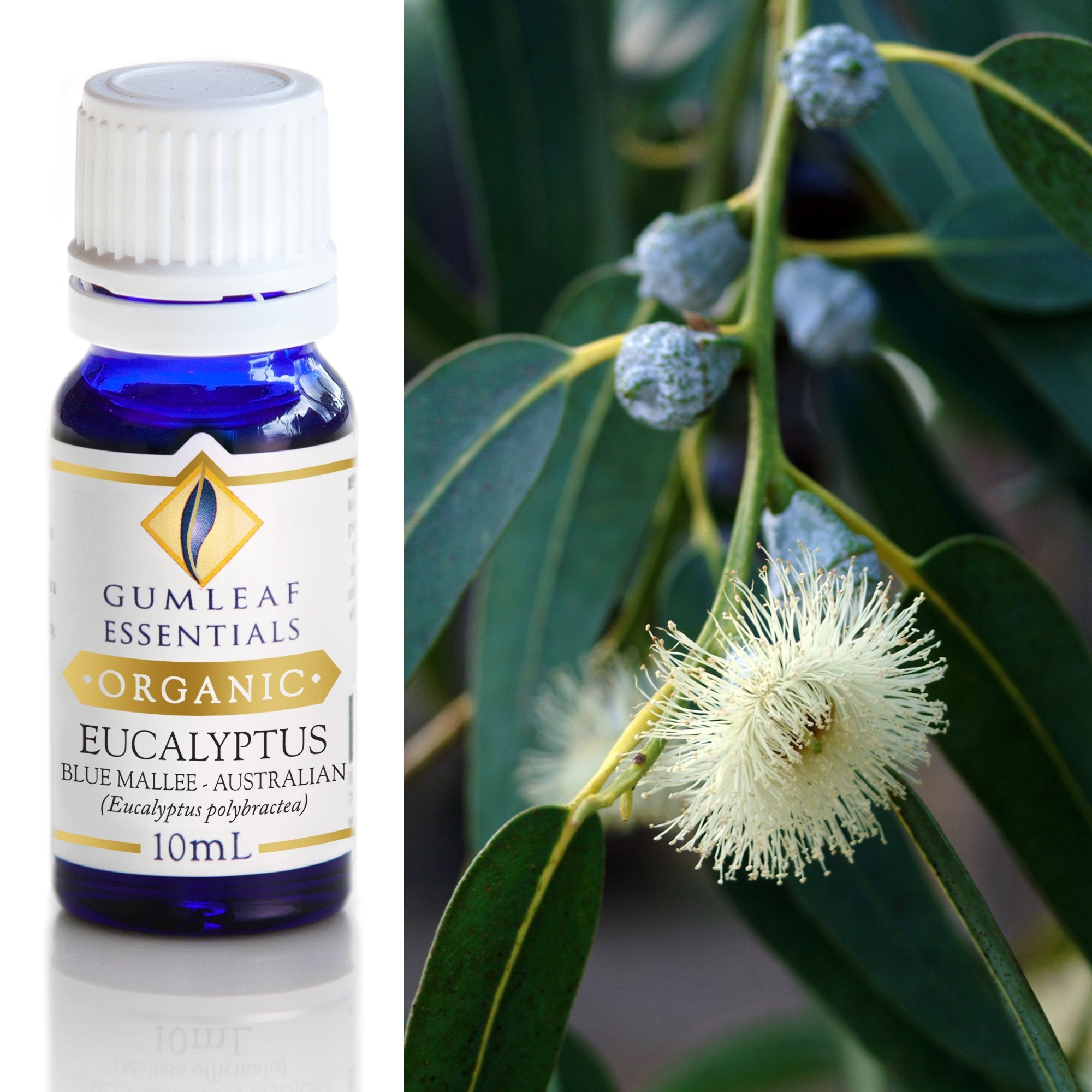 Organic Eucalyptus Blue Mallee Essential Oil 10ml