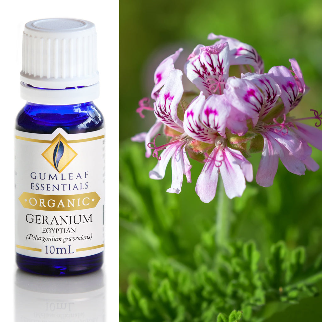 Organic Geranium Egyptian Essential Oil 10ml