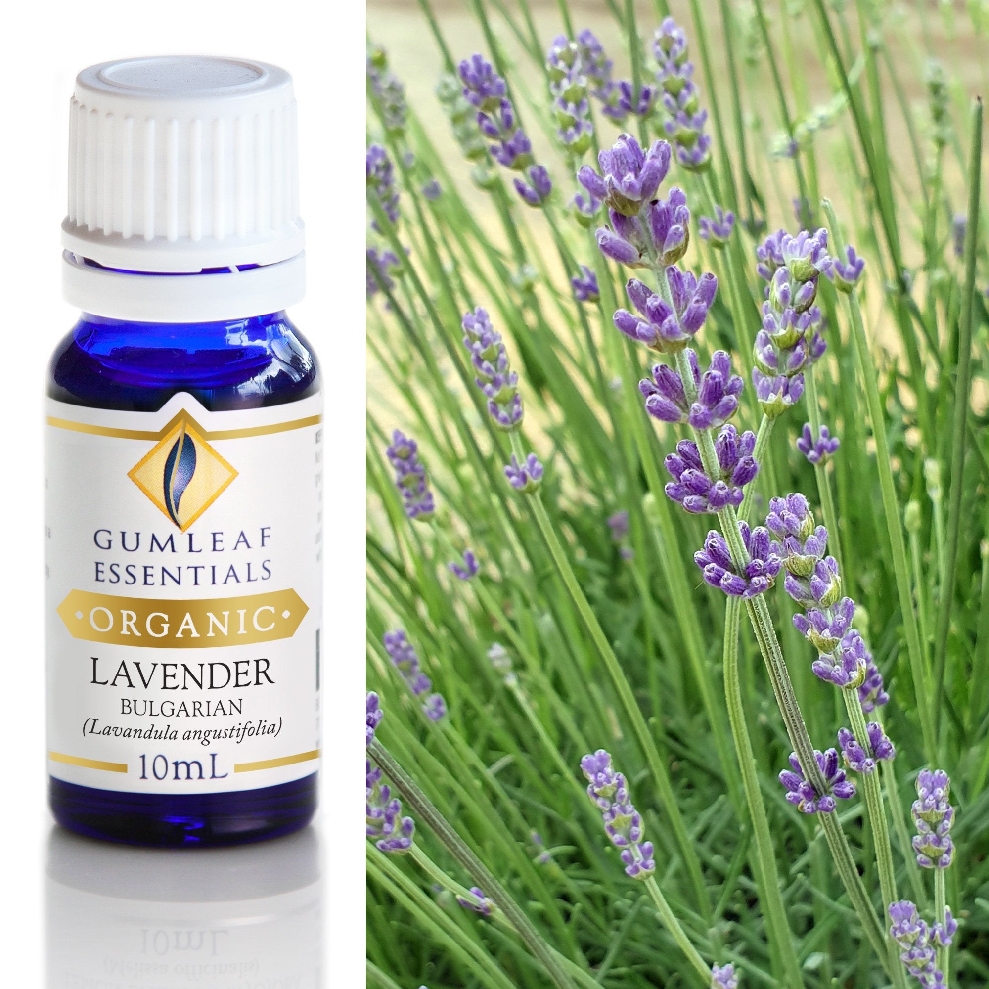 Organic Lavender Bulgarian Essential Oil 10ml Main image