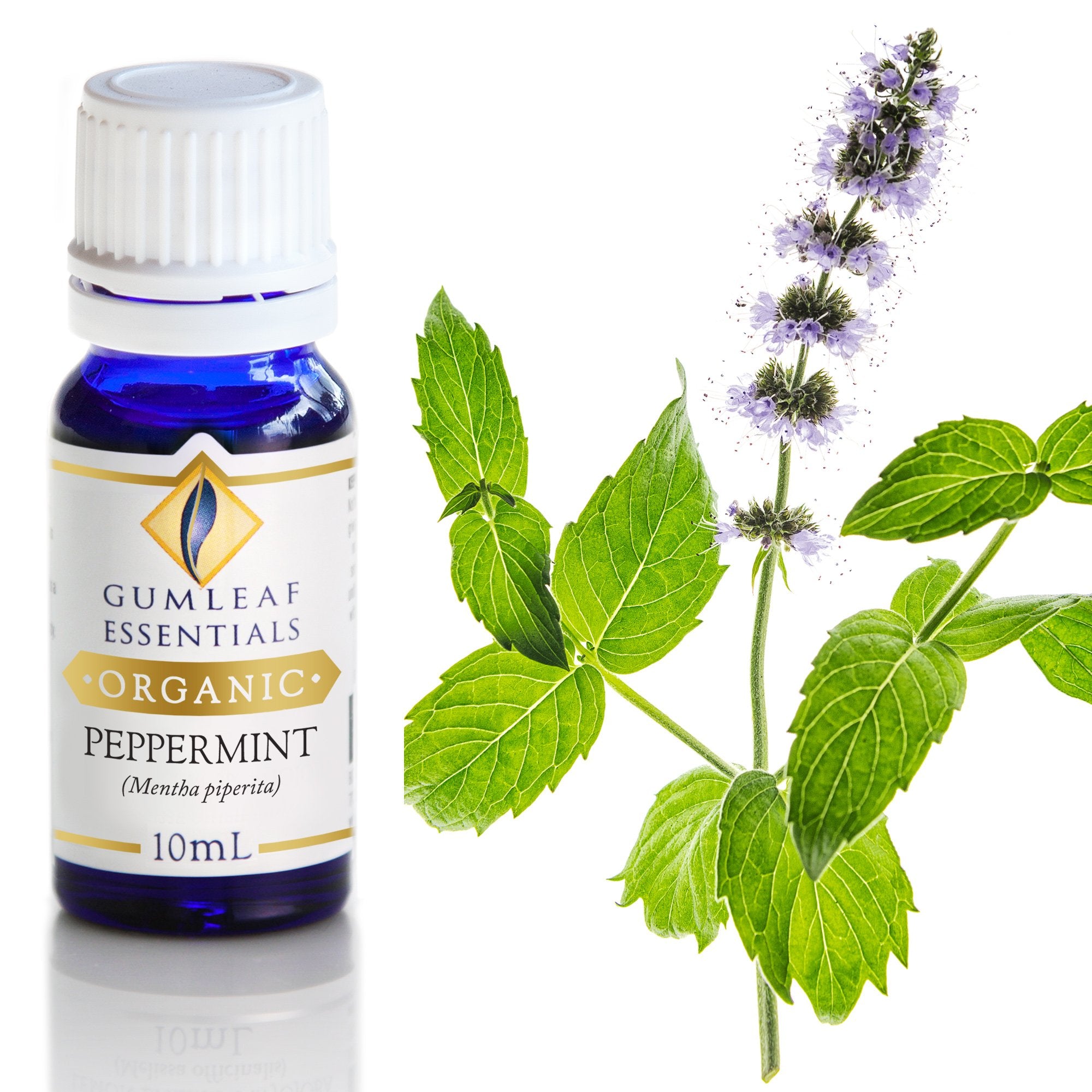 Organic Peppermint Essential Oil 10ml Main image