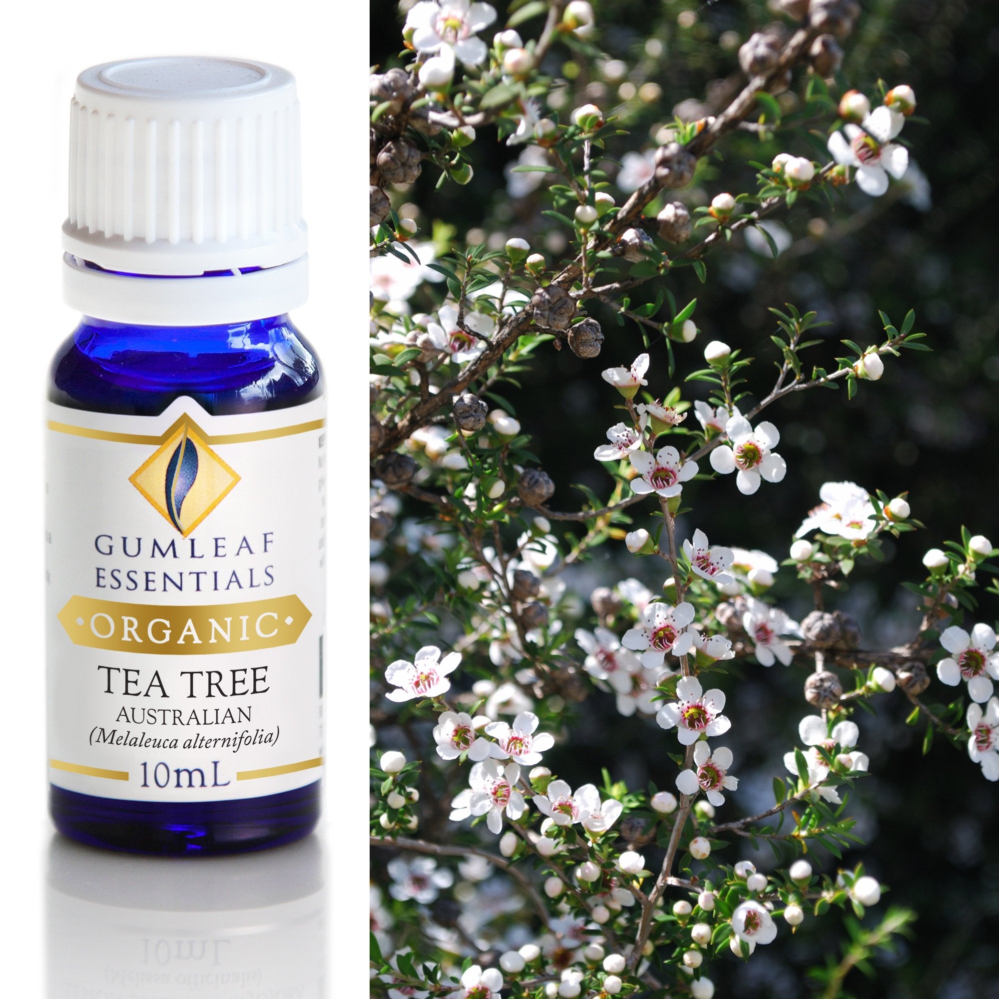 Organic Tea Tree Australian Essential Oil 10ml Main image