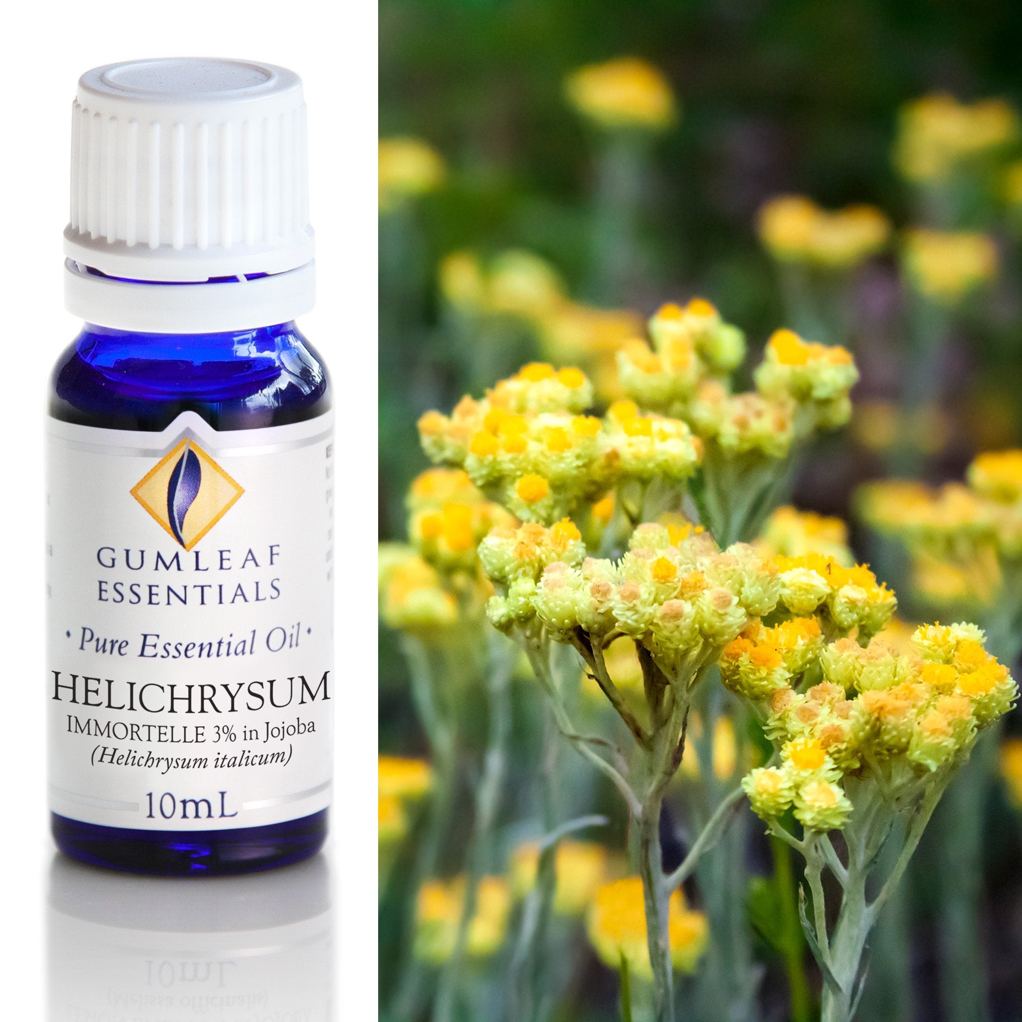 Helichrysum Immortelle (3% In Jojoba) Essential Oil 10ml Main image