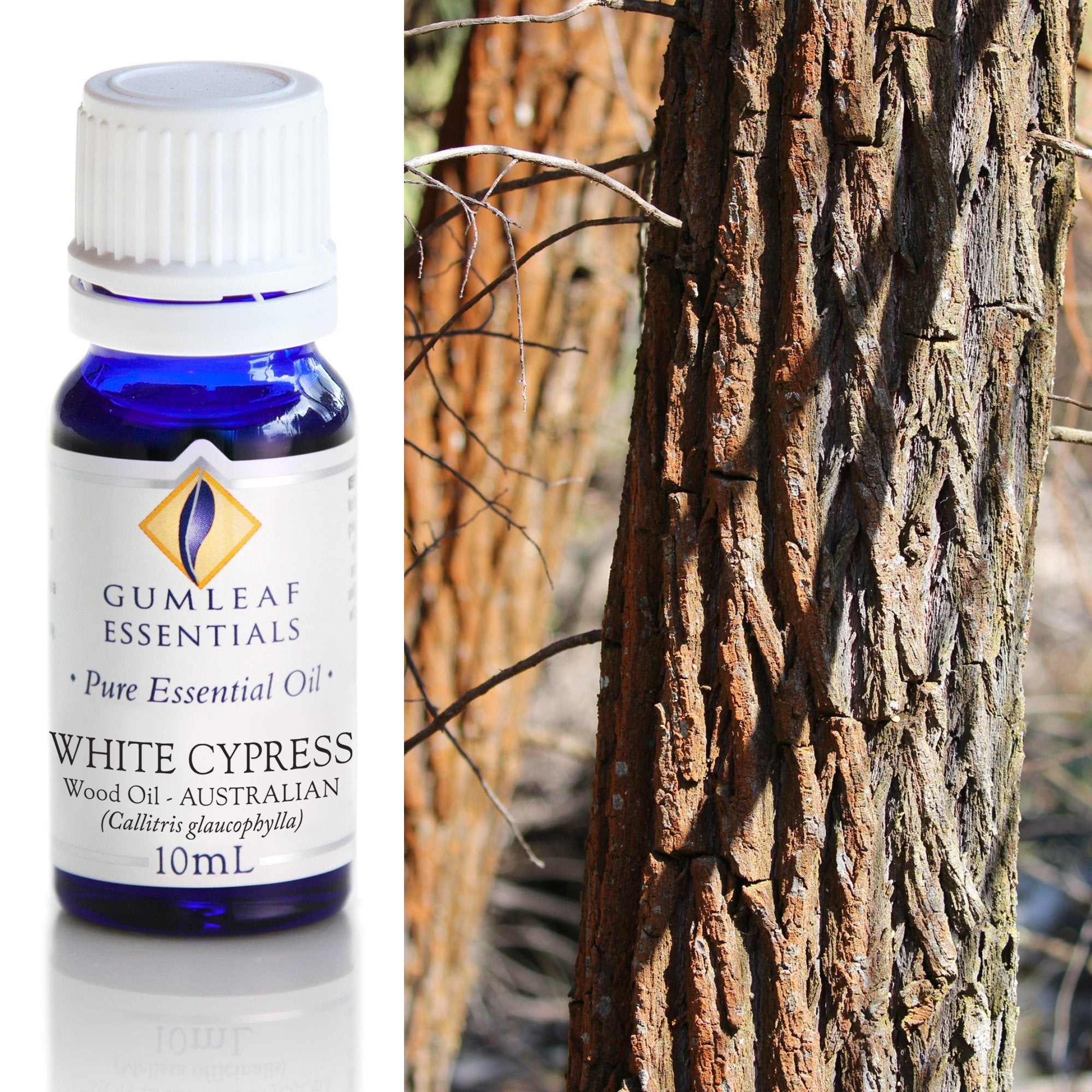 White Cypress Wood Essential Oil 10ml Main image