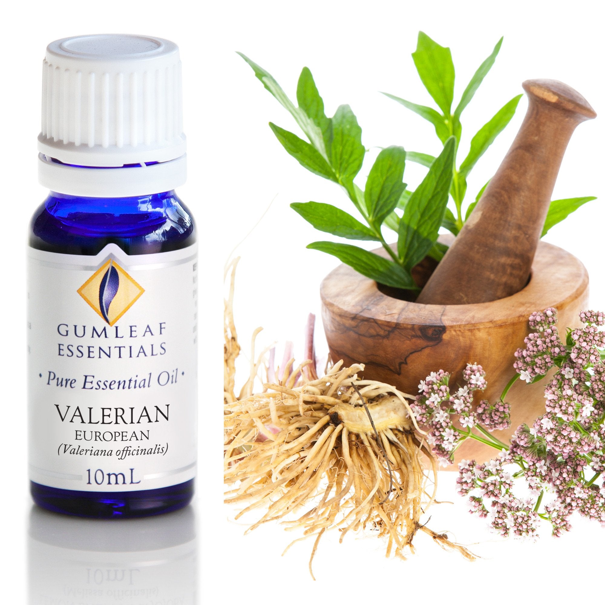 Valerian European Essential Oil 10ml Main image