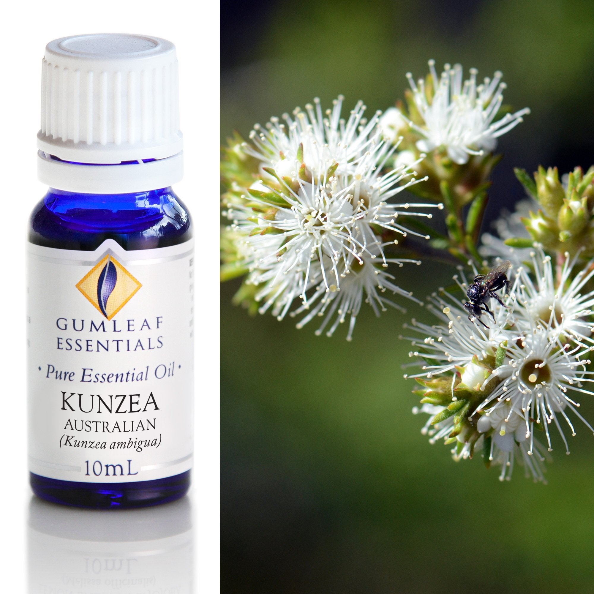 Kunzea Australian Essential Oil 10ml