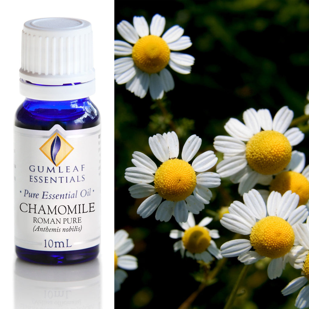 Chamomile Roman Pure Essential Oil 10ml