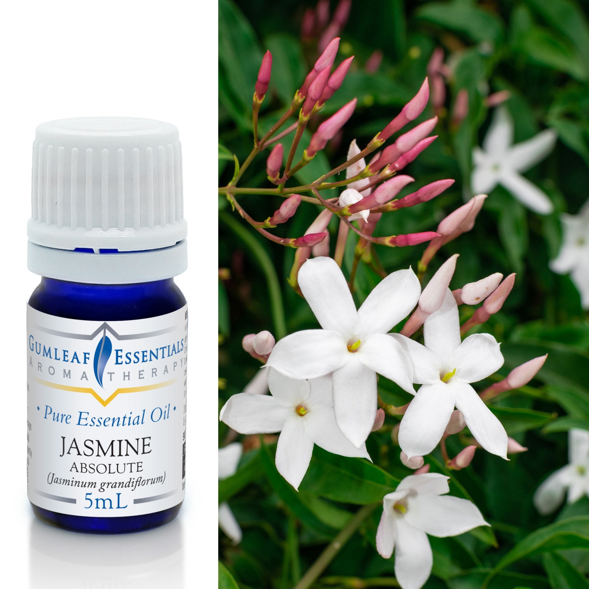 Jasmine Absolute Essential Oil 5ml Main image