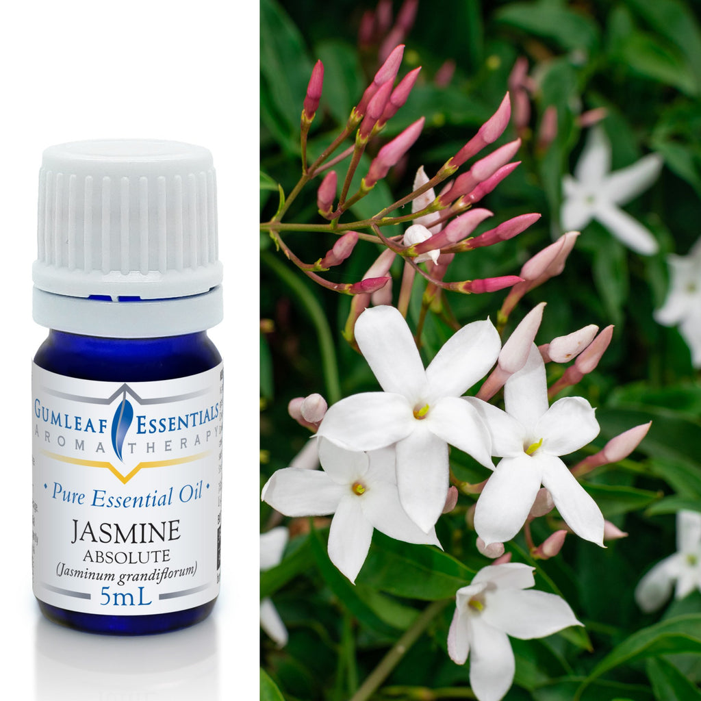 Jasmine Absolute Essential Oil 5ml