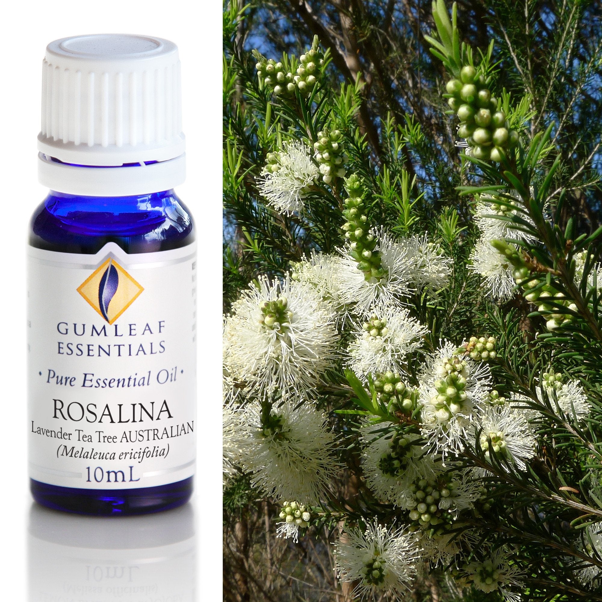 Rosalina Australian Essential Oil 10ml Main image