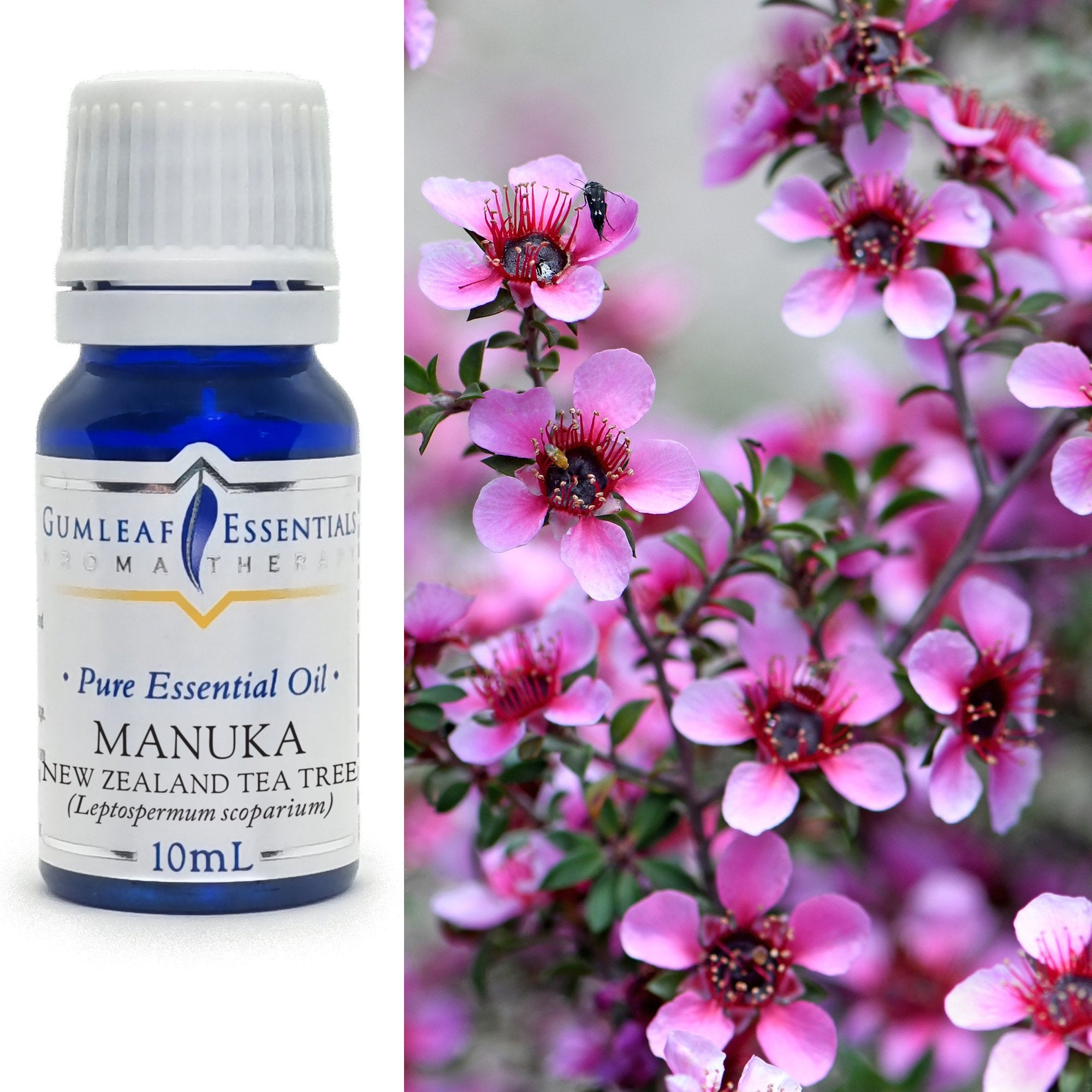 Manuka Essential Oil 10ml Main image
