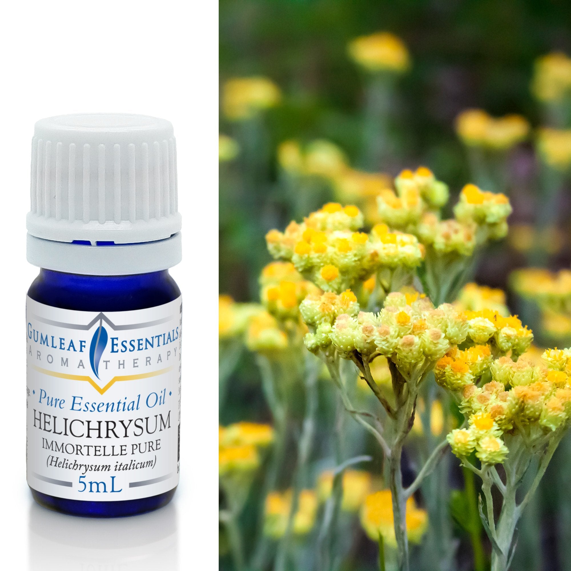 Helichrysum Immortelle Pure Essential Oil 5ml Main image