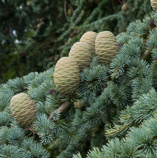 Cedarwood, Atlas Pure Essential Oil 10ml Secondary image