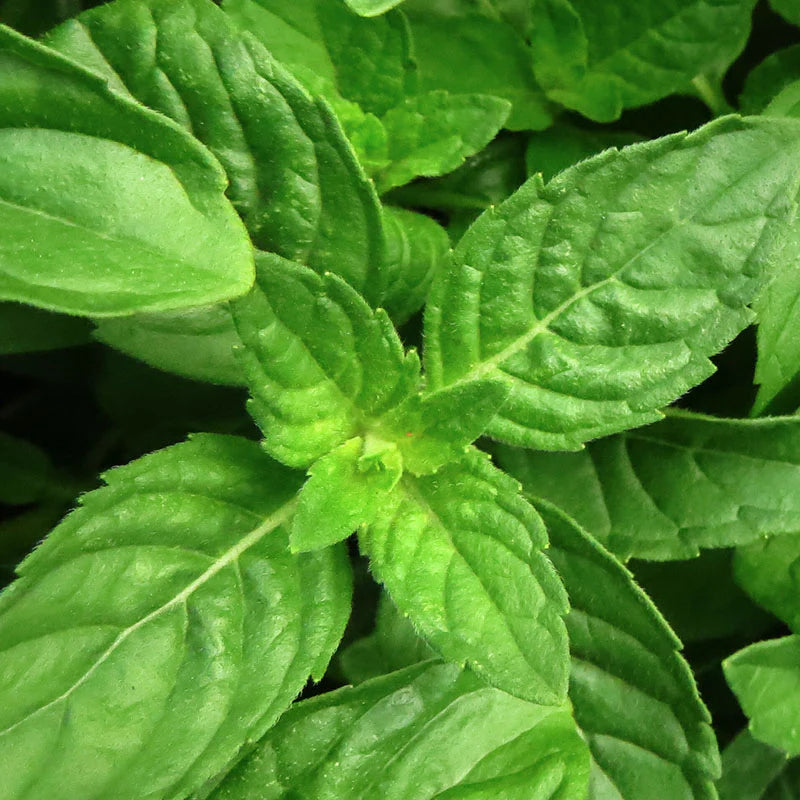 Basil Pure Essential Oil 10ml