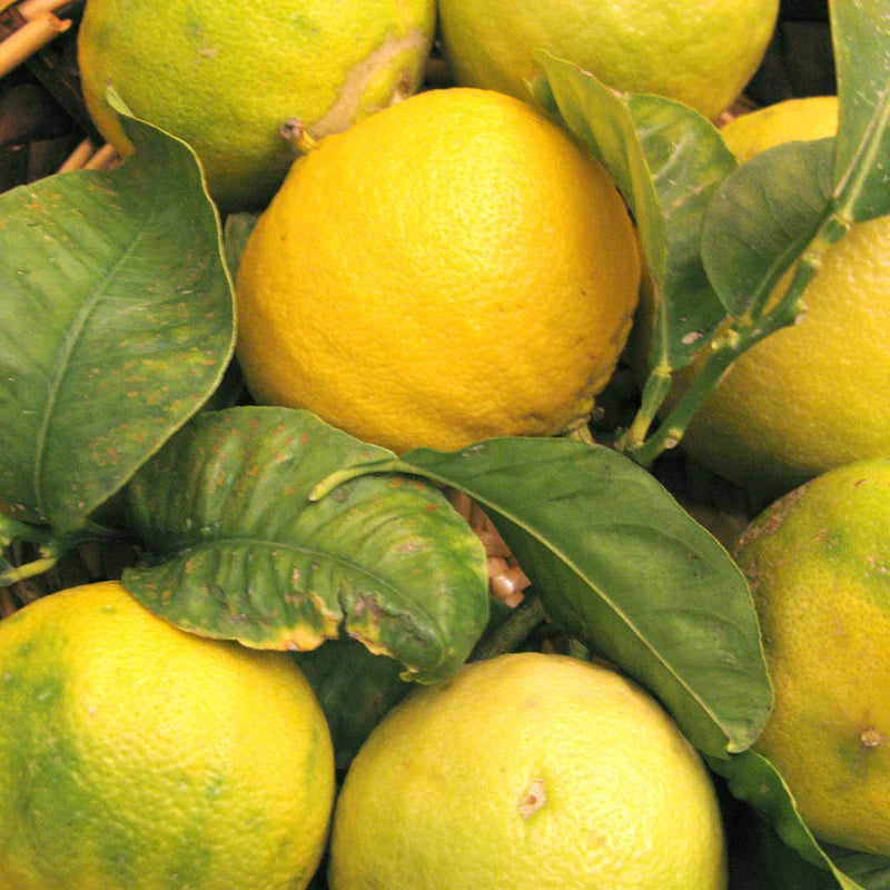 Bergamot Pure Essential Oil 10ml