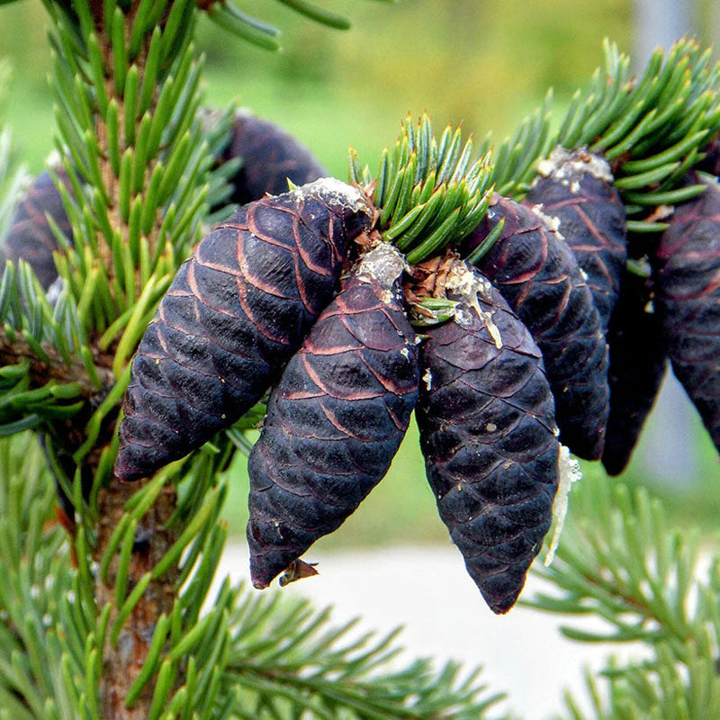 Spruce, Black Pure Essential Oil  10ml Secondary image