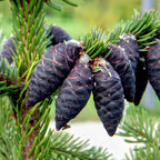 Spruce, Black Pure Essential Oil  10ml