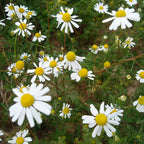 Chamomile, German Pure Essential Oil 2.5ml