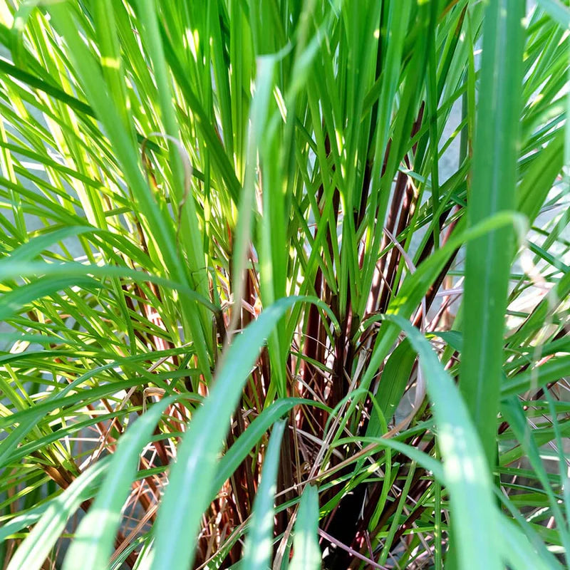 Citronella Pure Essential Oil 10ml Secondary image