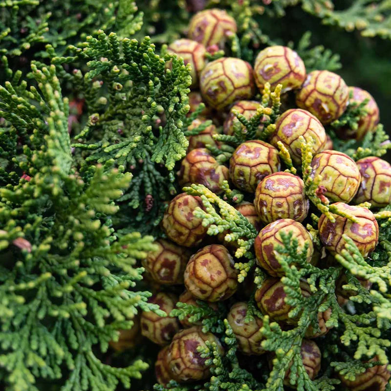 Cypress Pure Essential Oil 10ml Secondary image