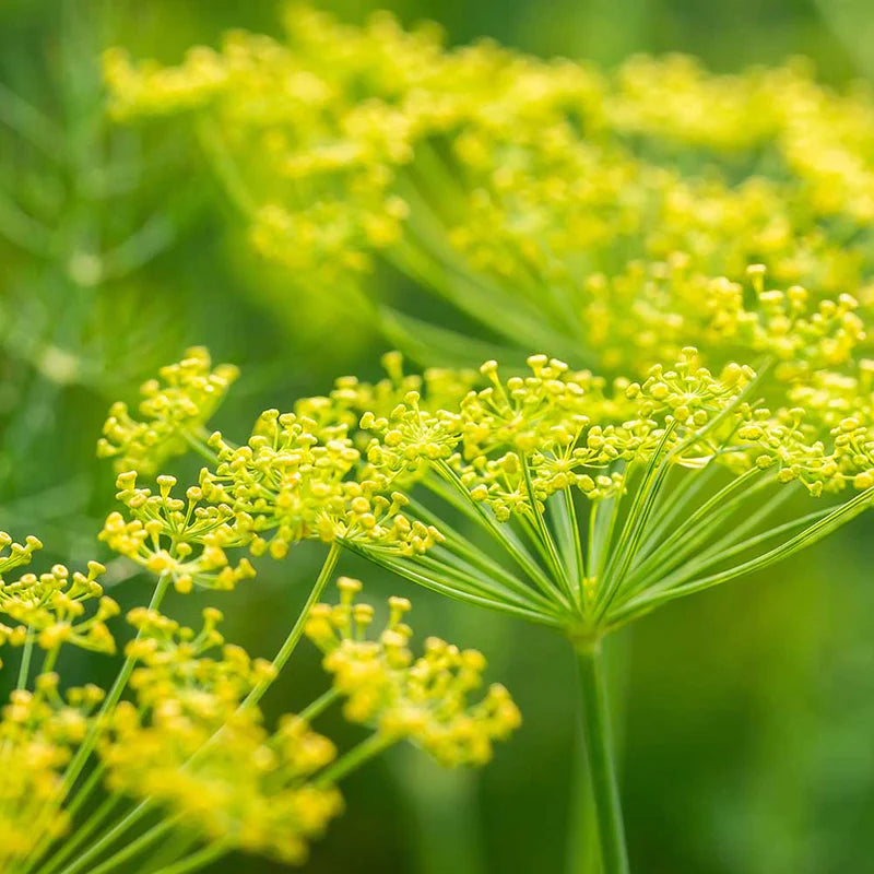Fennel, Sweet Pure Essential Oil 10ml