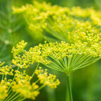 Fennel, Sweet Pure Essential Oil 10ml