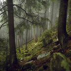 Forest Bathing Essential Oil Blend 10ml