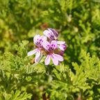 Geranium Pure Essential Oil 10ml