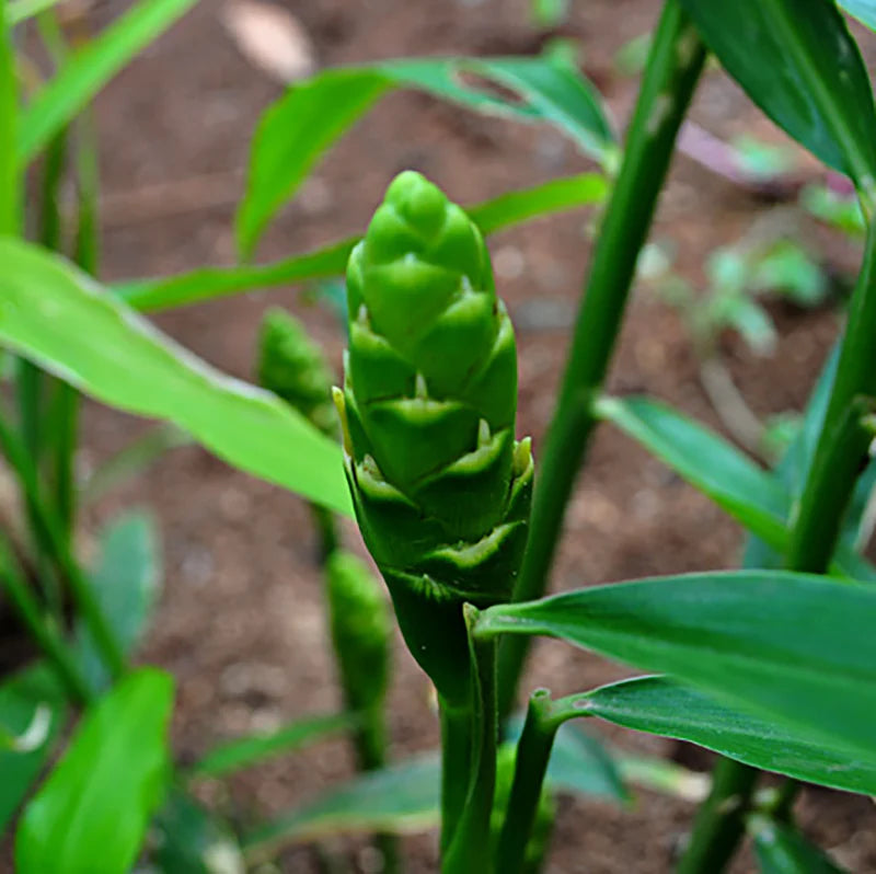 Ginger Pure Essential Oil 10ml