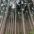 Hinoki Wood Pure Essential Oil 10ml
